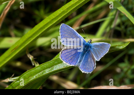 Gemeinsame blaue Schmetterling Polymmatus icarus Stockfoto