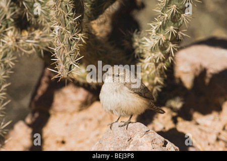 Rock Wren (Salpinctes Obsoletus), Erwachsene, Bosque del Apache National Wildlife Refuge, New Mexico, USA Stockfoto