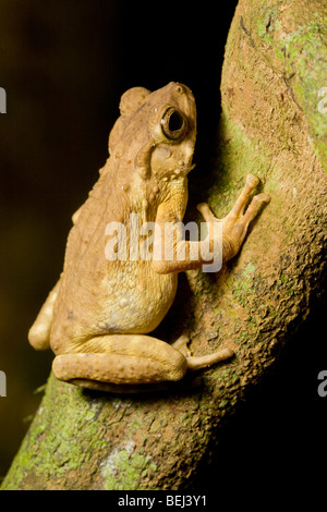 Braun Baum Kröte, Danum Valley, Borneo Stockfoto