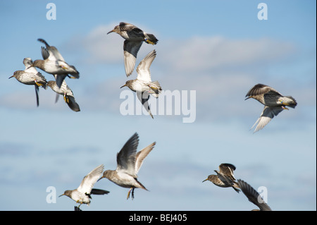 Lila Strandläufer Calidris maritima Stockfoto