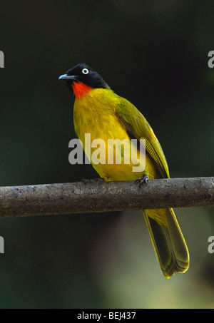 Ruby-Throated Bulbul | Schwarz-Crested Bulbul | Pycnonotus melanicterus Stockfoto