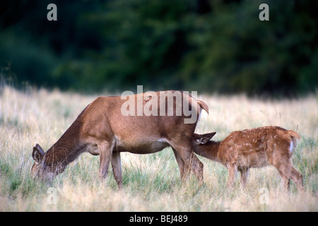 Beweidung Rothirsch (Cervus Elaphus) Hirschkuh mit Kalb Spanferkel am Waldrand Stockfoto