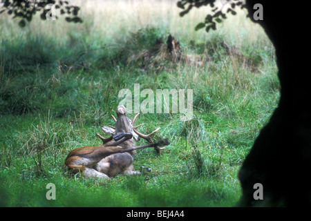 Rotwild-Hirsch (Cervus Elaphus) nimmt ein Schlammbad suhlen im Schlamm während der Brunft im Herbst Stockfoto