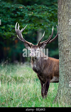 Rotwild-Hirsch (Cervus Elaphus) mit großen Geweih hinter dem Baum im Wald Stockfoto