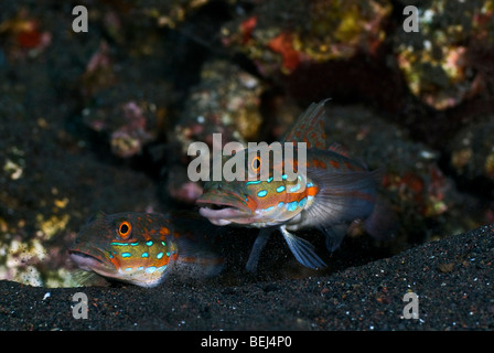 Orange gestrichelte Grundel unter Wasser. Stockfoto