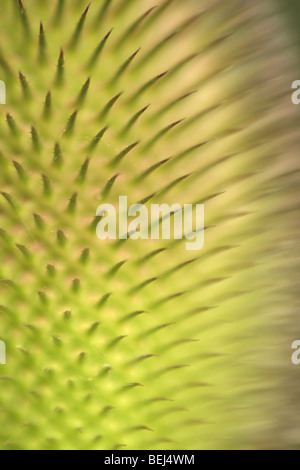 Detail der wilden Karde (Dipsacus Fullonum), Belgien Stockfoto