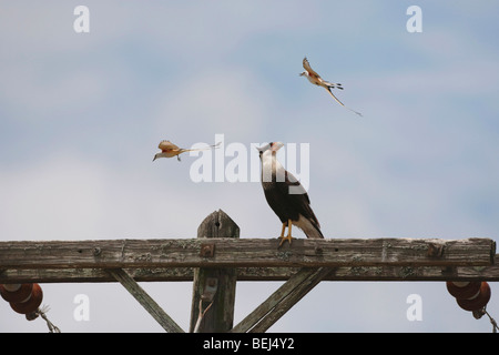 Crested Karakara (Caracara Plancus), Erwachsene gemobbt von einem paar der Schere – Tailed Flycatcher Fronleichnam, Coastal Bend, Texas Stockfoto