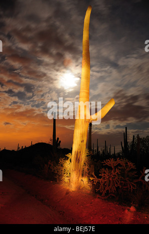 Saguaro Kaktus (Carnegiea Gigantea) überragen Saguaro National Park West in der Sonora-Wüste in Tucson, Arizona, USA. Stockfoto