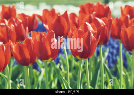 Rote Tulpen Stockfoto