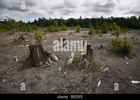 Verwüstete Landschaft Wald Naturkatastrophe auf der oberen Halbinsel Michigan MI USA sehr hohe Auflösung Niemand auf blauem Himmel niedriger Winkel horizontal hochauflösend Stockfoto