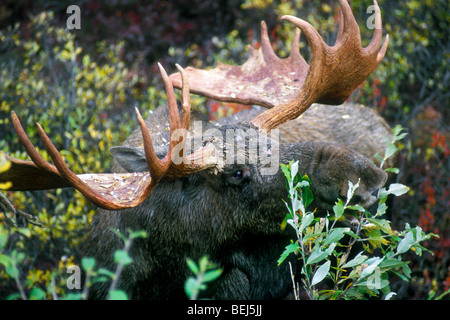 Stier Elch (Alces Alces) Weide Essen lässt in der Taiga im Herbst, Denali National Park, Alaska, Nordamerika, USA Stockfoto