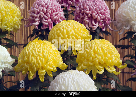 Rosa, weißen und gelben Chrysanthemen Stockfoto