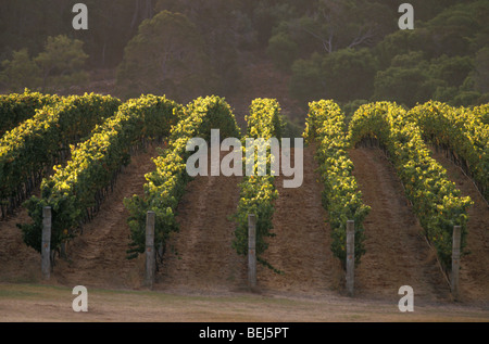 Weinberg Brookland Valley Estate Margaret River-Western Australia-Australien Stockfoto