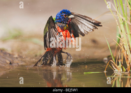 Painted Bunting (Passerina Ciris), Männlich, Baden, Sinton, Fronleichnam, Coastal Bend, Texas, USA Stockfoto