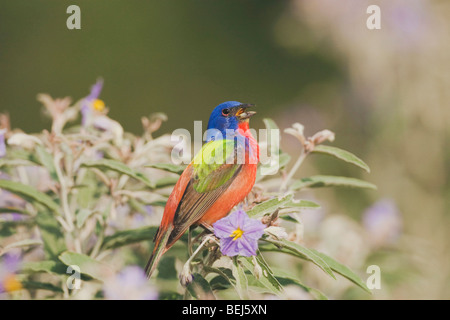 Painted Bunting (Passerina Ciris), männlichen Gesang auf Silverleaf Nachtschatten, Sinton, Fronleichnam, Coastal Bend, Texas, USA Stockfoto