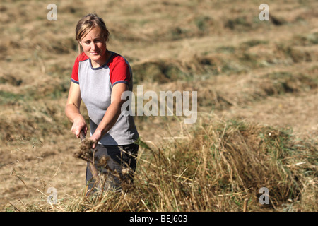 Naturpflege, drehen Heu in Hayfield im Naturschutzgebiet, Belgien Stockfoto