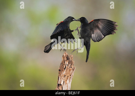 Rotschulterstärling (Agelaius Phoeniceus), Männchen kämpfen, Sinton, Fronleichnam, Coastal Bend, Texas, USA Stockfoto