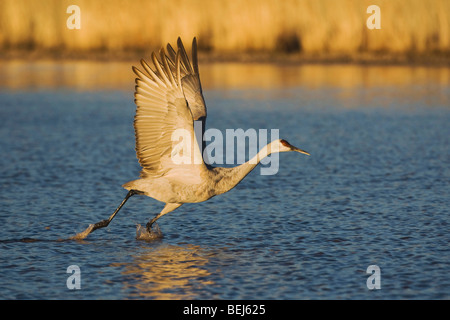 Sandhill Kran (Grus Canadensis), Erwachsene, ausziehen, Bosque del Apache National Wildlife Refuge, New Mexico, USA, Stockfoto