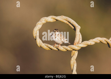 Savannah Sparrow (Passerculus Sandwichensis), Erwachsene, Sinton, Fronleichnam, Coastal Bend, Texas, USA Stockfoto