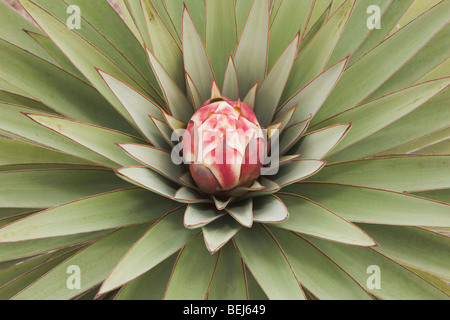 Trecul Yucca, Spanisch Dolch (Yucca Treculeana), Blüte, Sinton, Fronleichnam, Coastal Bend, Texas, USA Stockfoto