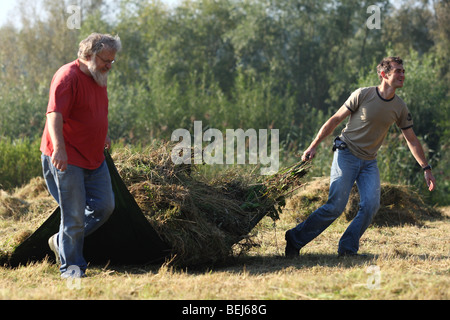 Naturpflege, drehen Heu in Hayfield im Naturschutzgebiet, Belgien Stockfoto