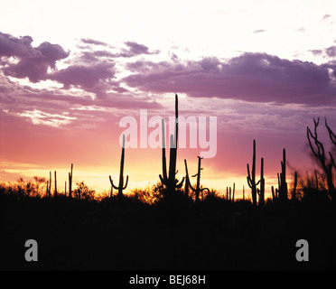Silhouetted Pflanzen bei Sonnenuntergang, Saguaro National Park, Arizona, USA Stockfoto