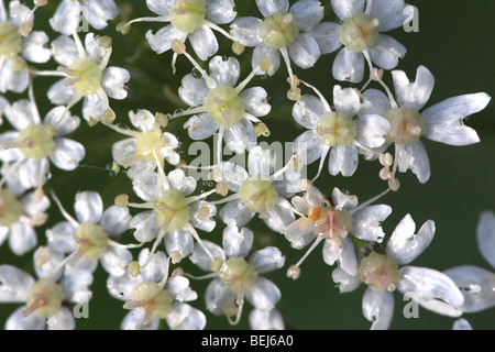 Blüten der Wilden Möhre (Daucus Carota), Belgien Stockfoto