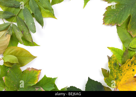 Grüne Blätter um die Ecken des Rahmens auf weißem Hintergrund mit dem leeren Raum in der Mitte für Ihren Text oder design Stockfoto