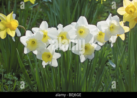 Weiße Narzissen Stockfoto