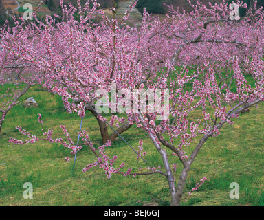 Blühende Pfirsichbaum, Fuefuki, Yamanashi Präfektur, Japan Stockfoto