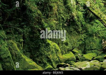 Moos wächst auf Felsen, Yaku Inseln, Kagoshima Präfektur, Japan Stockfoto