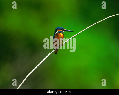 Eisvögel sitzen auf einem Zweig, Tsurui-Son, Hokkaido, Japan Stockfoto