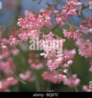 Blühenden Kirschbaum, Hoshi Park, Kajikazawa-Machi, Japan Stockfoto