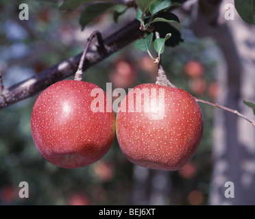 Zwei rote Äpfel wachsen auf einem Zweig, Hirosaki, Präfektur Aomori, Japan Stockfoto