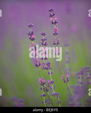 Lavendel Stockfoto