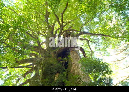 Low Angle Blick auf einen hohen Baum Stockfoto