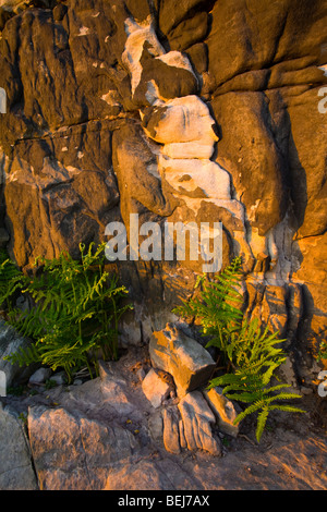 England, Northumberland, Rutland Hügel. Native Farne unten eine beeindruckende Sandsteinformation, die auf den Hügeln von Rutland gefunden. Stockfoto