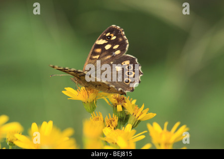 Gesprenkelte Holz Schmetterling, England, UK Stockfoto