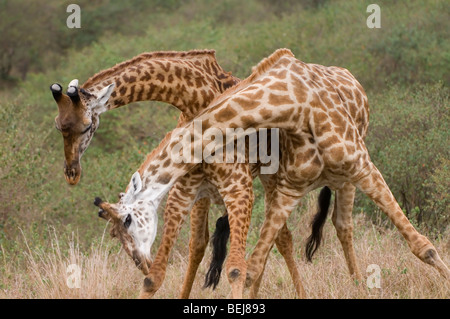 Masai-Giraffen, Giraffa Plancius, Kenia Stockfoto