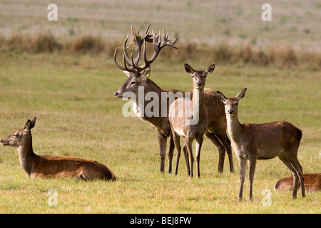 Rotwild-Hirsch und Hinds in offenen Parklandschaft Stockfoto