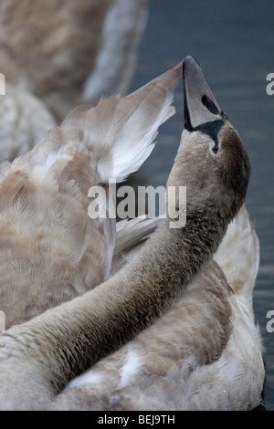 Juvenile Cygnet seine Federn putzen Stockfoto