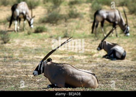 Oryx (Oryx Gazella Gazella) ruht in der Herde in der Wüste Kalahari, Kgalagadi Transfrontier Park, Südafrika Stockfoto