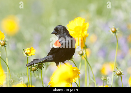 Rotschulterstärling thront in Wildblumen Stockfoto