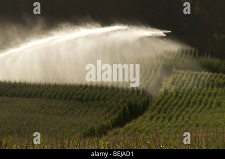 Sprinkleranlage in einem Feld von Mais Stockfoto