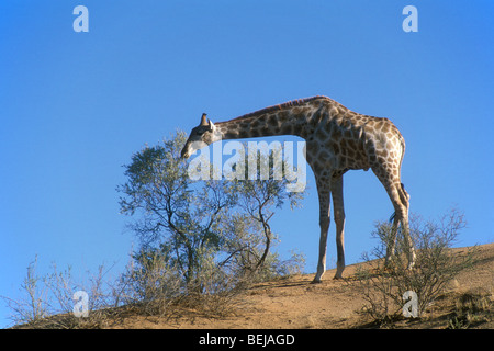 Giraffe (Giraffa Plancius) Essen Blätter vom Baum in der Wüste Kalahari, Kgalagadi Transfrontier Park, Südafrika Stockfoto