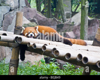 Roter Panda entspannen in Chengdu Research Base of Giant Panda Breeding in der Nähe von Chengdu Sichuan Provinz China JPH0254 Stockfoto