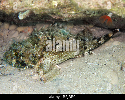 Schwarzen Drachenköpfe - Scorpaena porcus Stockfoto