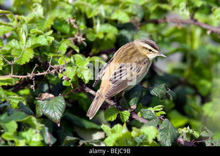 Schilfrohrsänger (Acrocephalus Schoenobaenus) singen im Dickicht, Belgien Stockfoto