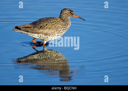 Gemeinsamen Rotschenkel (Tringa Totanus) auf Nahrungssuche im seichten Wasser Stockfoto