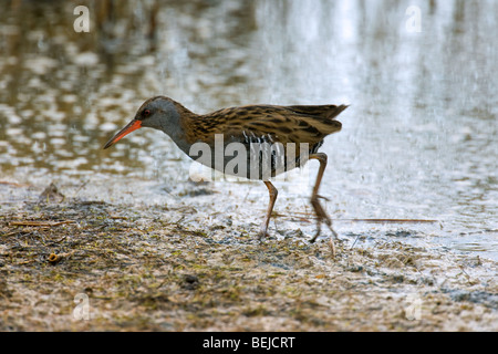 Wasser-Schiene (Rallus Aquaticus) auf Nahrungssuche, Belgien Stockfoto